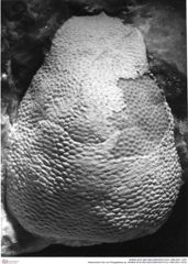Historisches Foto von Paragalathea sp. (NHMW-AFW-GEO-BACHMAYER-FOTO-1990-0041-1679)